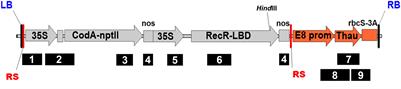 Production of Marker-Free Apple Plants Expressing the Supersweet Protein Gene Driven by Plant Promoter